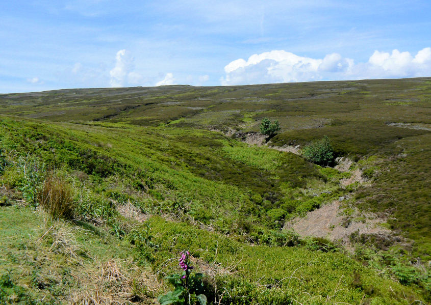 Brogging Moss Brogging Moss